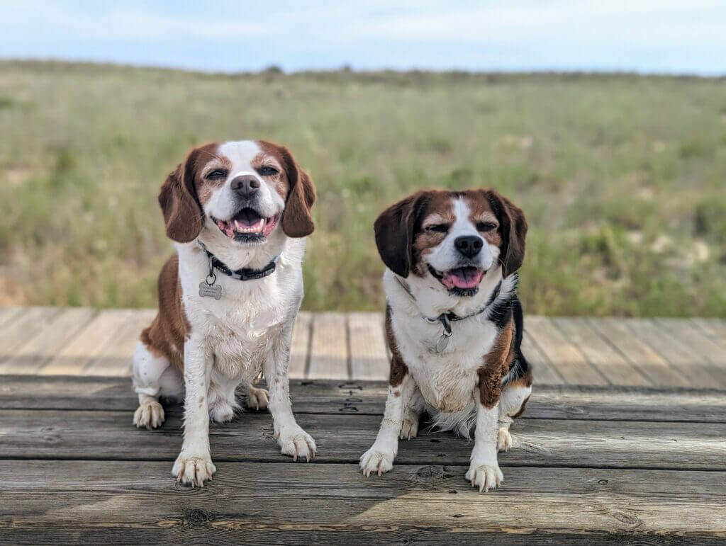 Max & Abbie, two happy dogs on Alvor boardwalk, Portugal