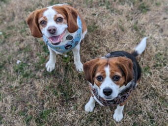 Max and Abbie Pet Packing tips feature image