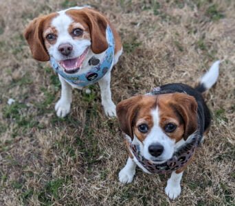 Pet Packing &Great Outdoors