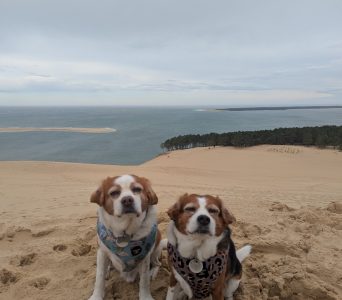 Dunes and Dog-Friendly Beaches (Atlantic)